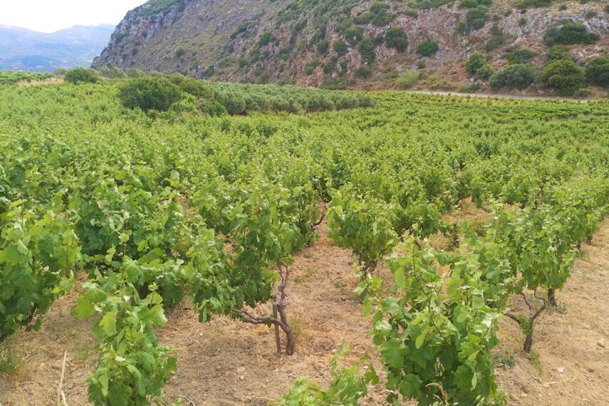heraklion winetour vineyard2