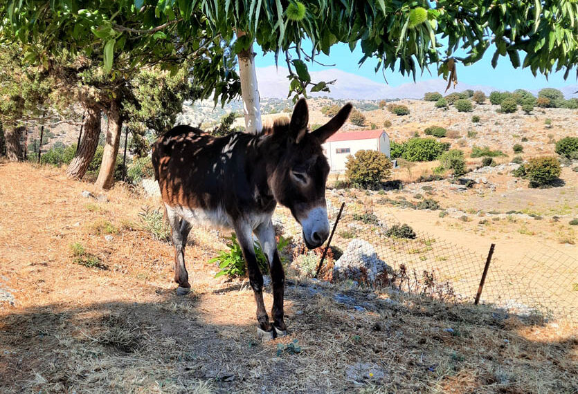 Taxaki Explore Heraklion donkey